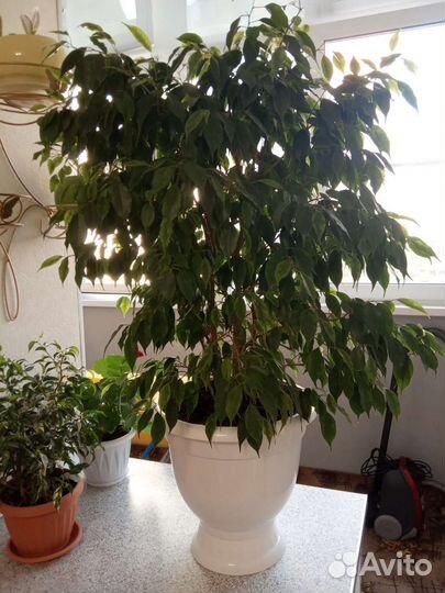 Фикус бенджамина пестролистный