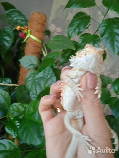 Бородатая агама