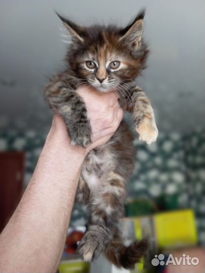 Котята мейн-кун