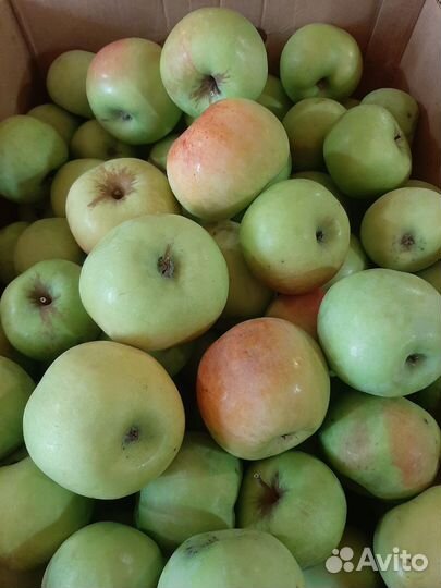 Яблоки домашние