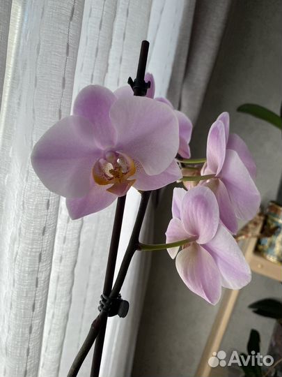 Орхидея Solinas