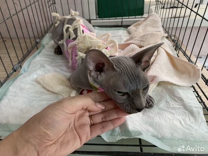 Стерилизация кошек и кастрация котов на дому