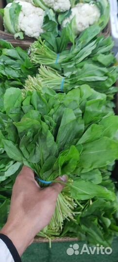 Свежая зелень в ассортименте