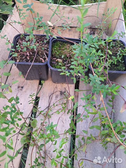 Саженцы клюквы Пилигрим