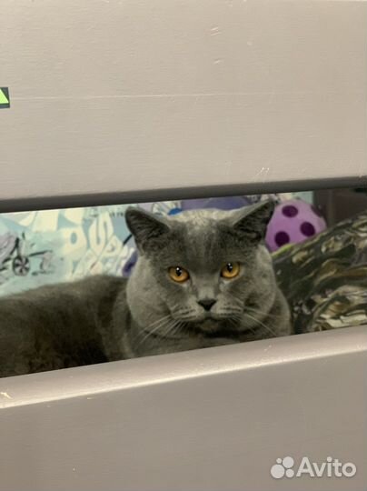 Вязка кота