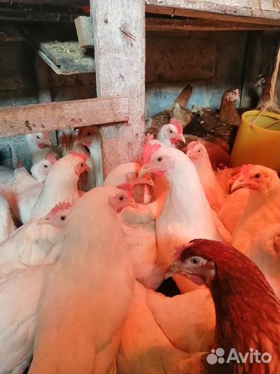 Куры несушки молодка(белая)