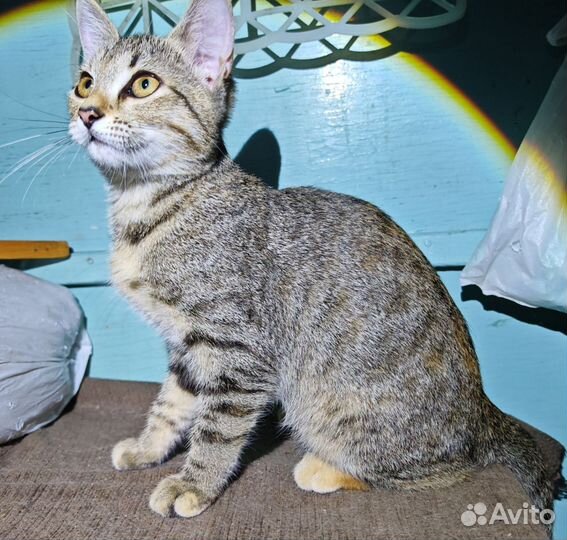 Девочка в добрые руки