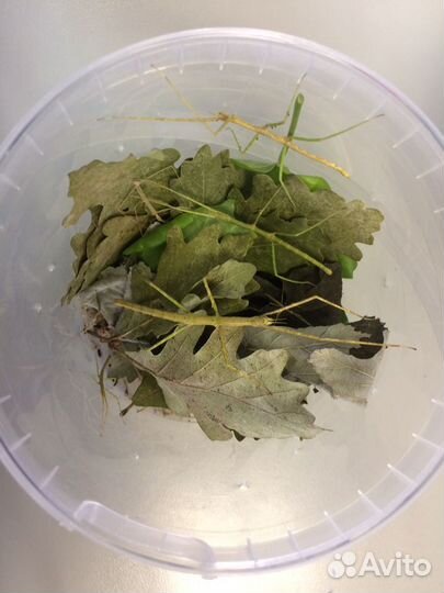 Аннамские палочники