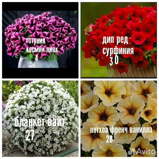 Петуния