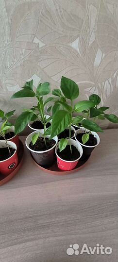 Рассада перцев