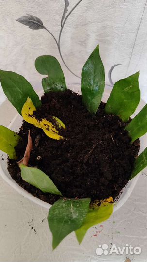 Замиокулькас