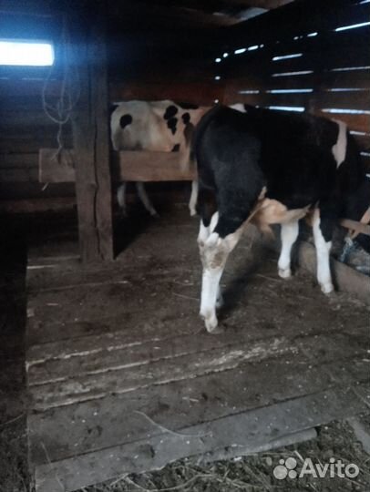 Телята бычки