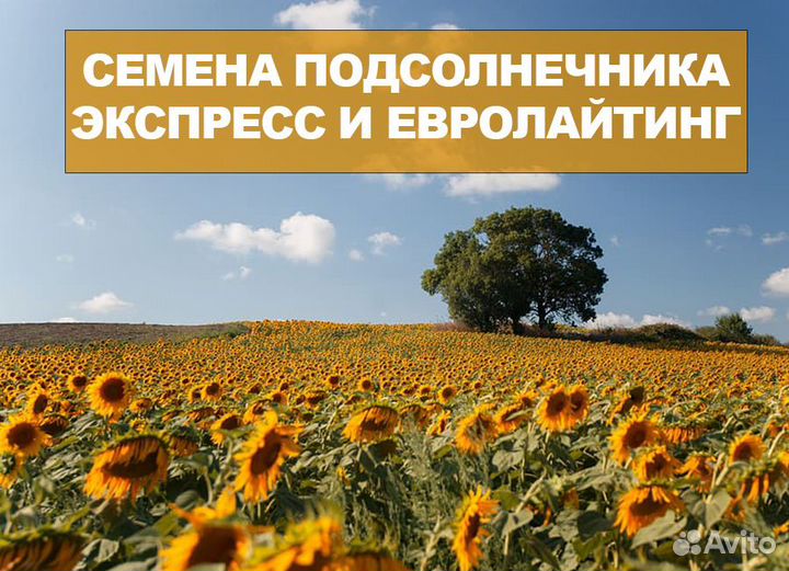 Семена подсолнечника Экспресс, Евролайтинг