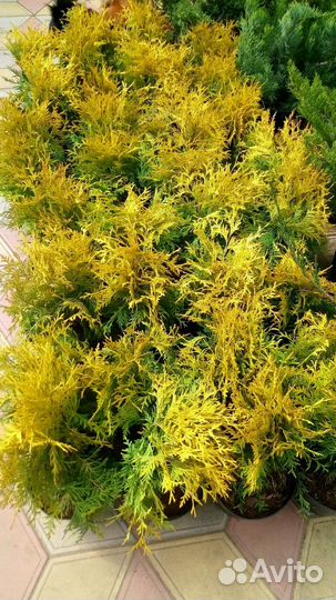 Туя шаровидная