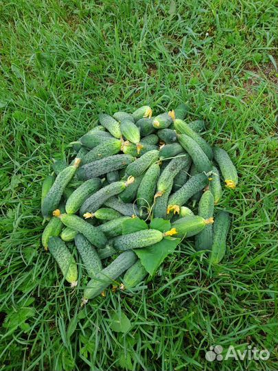 Огурцы свежие