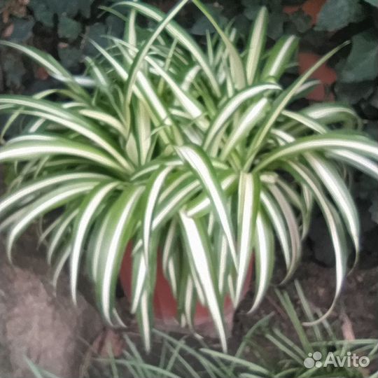 Домашние цветы