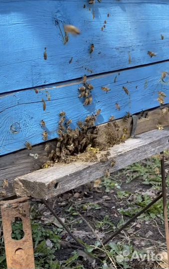 Продам пчелосемьи