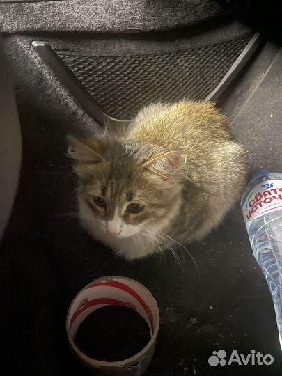 Котенок