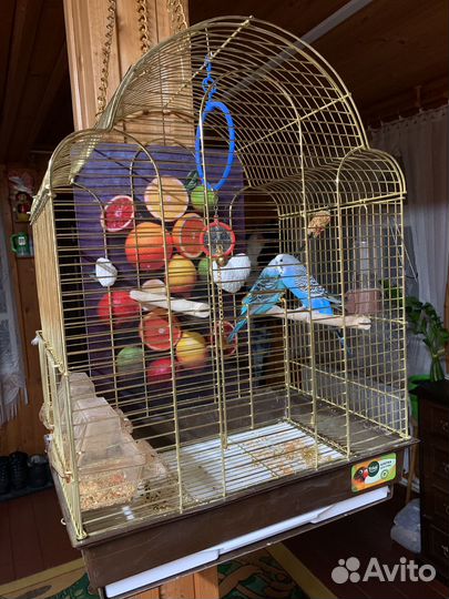 Волнистый попугай