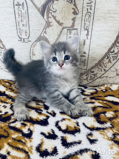 Сибирские котята