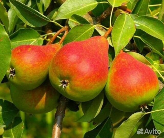 Груша саженцы 8 сортов