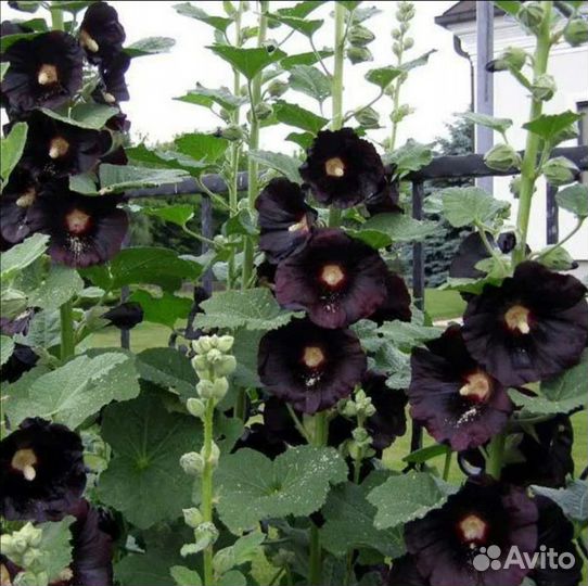 Мальва Nigra (многолетик)