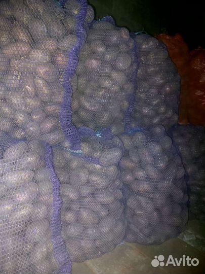 Картофель домашний