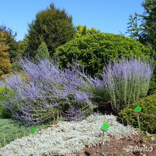 Перовския лебедолистная Литл Спайр (1 саженец в г