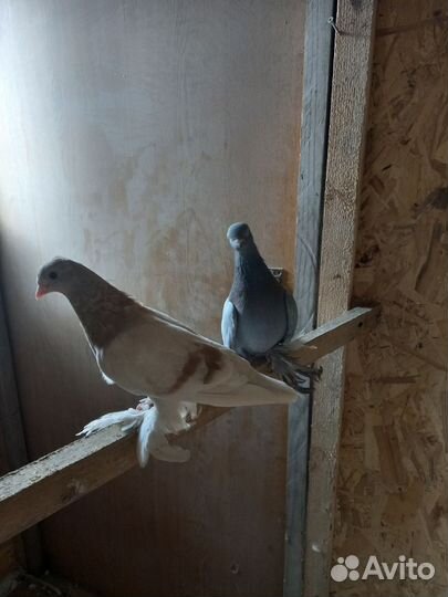 Голуби бойные
