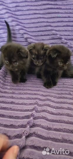 Кошка в дар бесплатно
