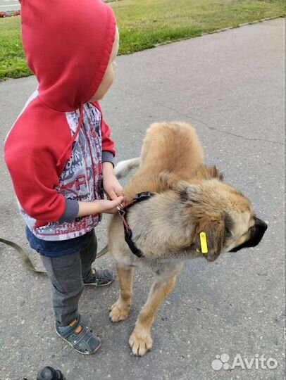 Друг и защитник в поисках своей семьи