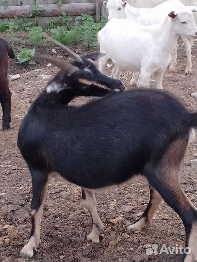 Козы и козлы