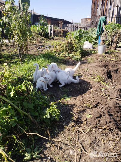Котята в добрые руки