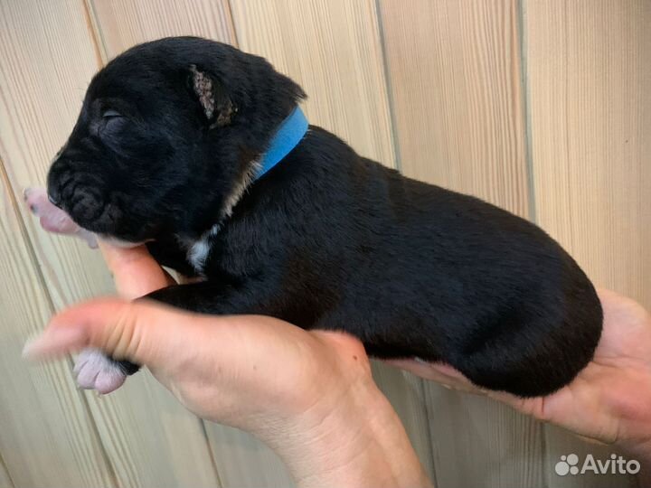 Щенки Алабая от титулованных родителей