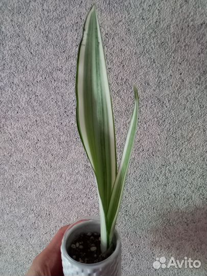 Сансевиерии