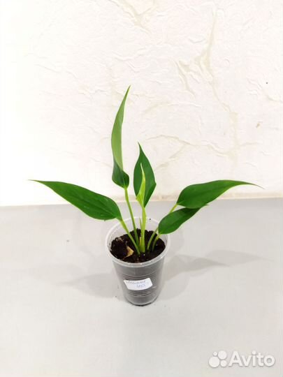 Антуриум Лилли