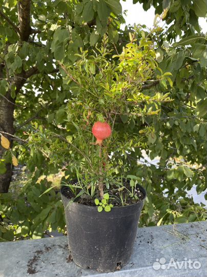 Карликовый гранат