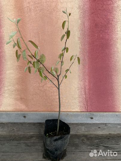 Ирга и крыжовник