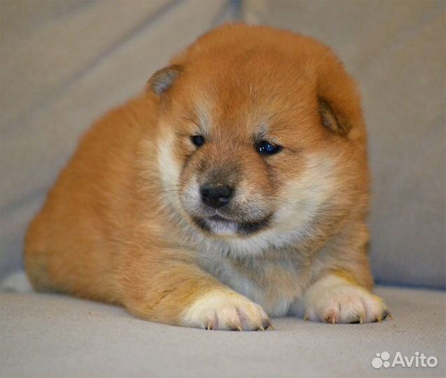 Шиба сиба ину