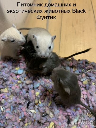 Песчанки и хомяки