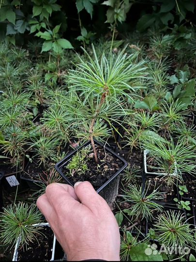 Кедр корейский 4 года