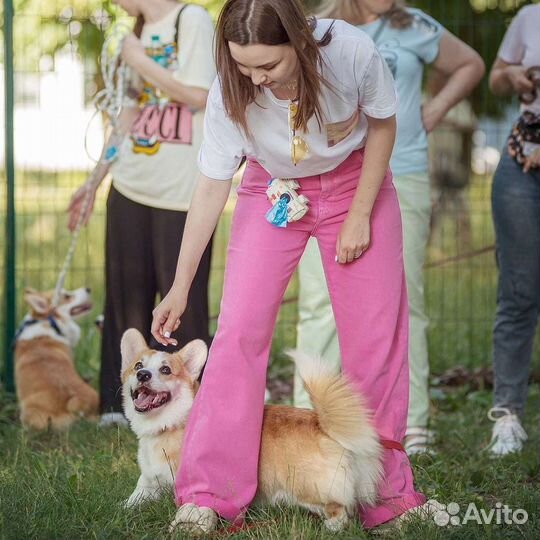 Дрессировка собак кинолог