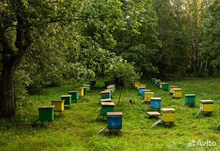 Мед. Натуральный