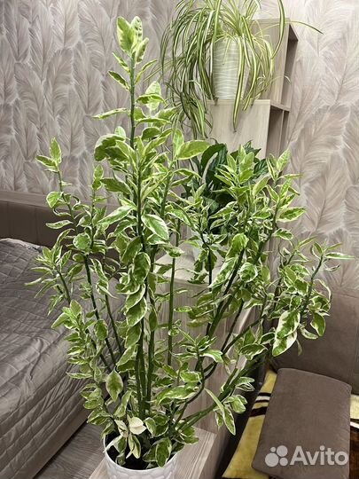 Педилантус