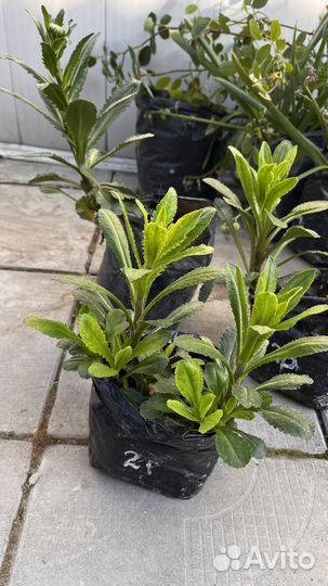 Ромашка крупная