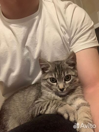 Котик в поисках дома