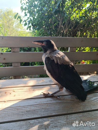 Птенец вороны