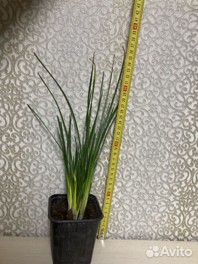 Зефирантес