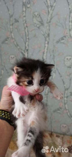 Кошка в дар