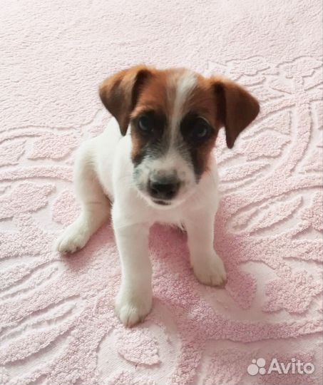 Щенки Джек Рассел терьер гладко и жёстко шерстный